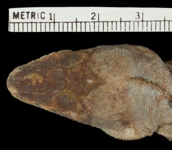 Media type: image;   Herpetology R-6162